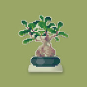 Caudex Bonsai Desk Friend