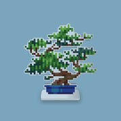 Pine Bonsai Desk Friend
